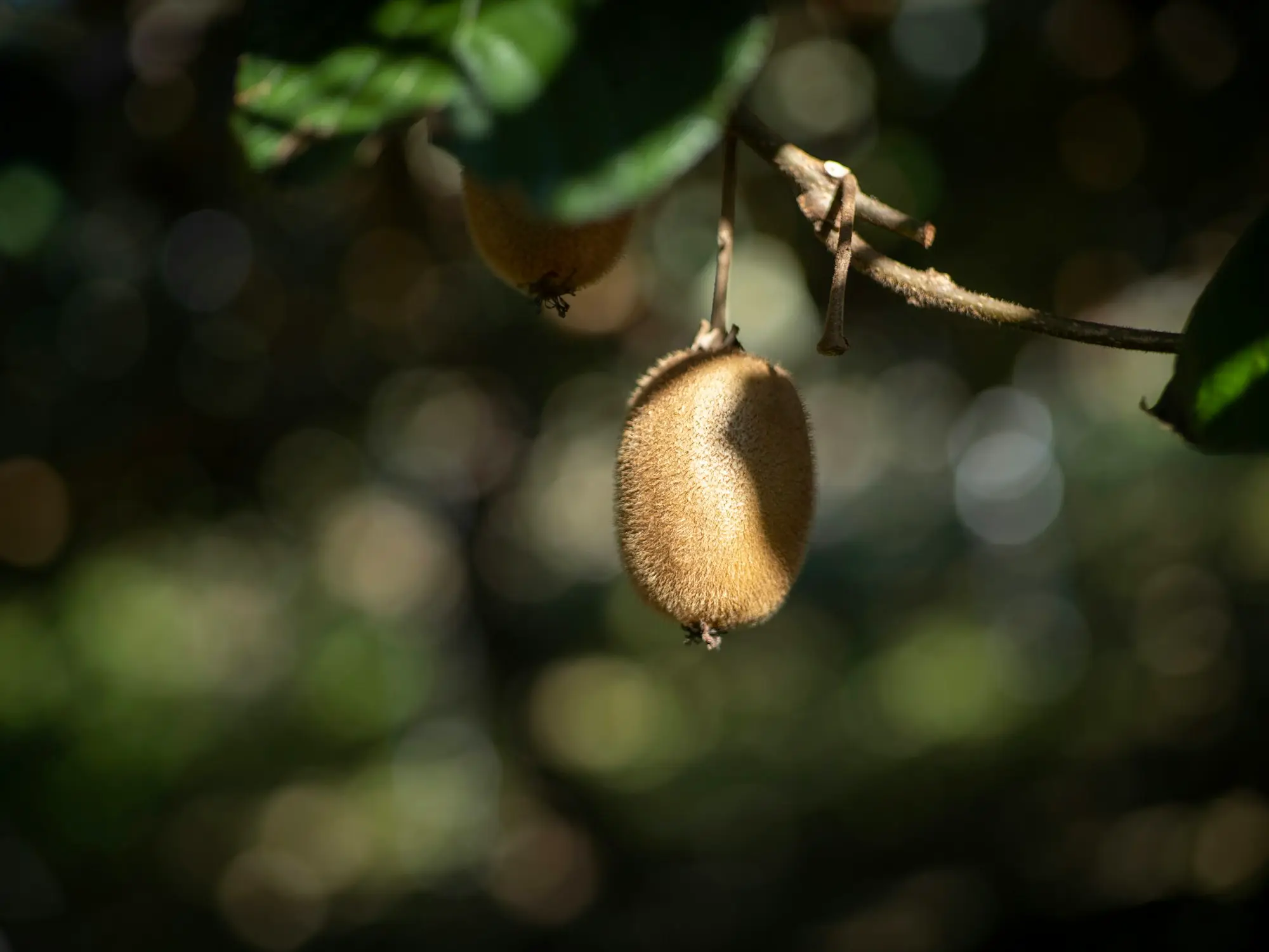 Rows of kiwifruit vines under canopy in a Bay of Plenty orchard near Te Puke