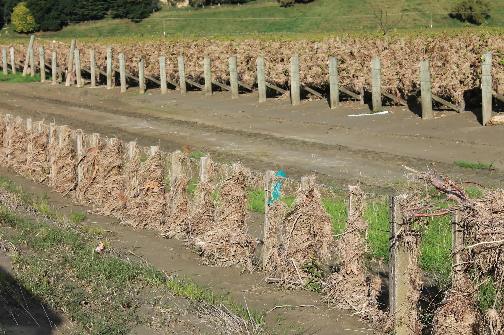 Grape harvest in a Hawke's Bay vineyard, workers picking among the vine rows