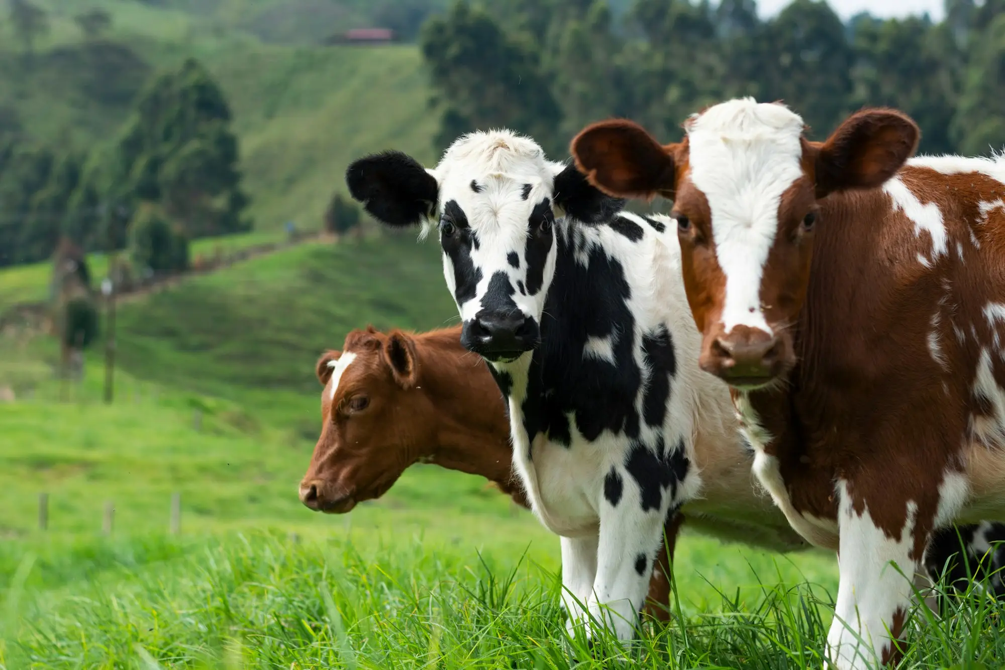 Dairy cows on green rolling hills of a Waikato farm with a farm shed in the distance